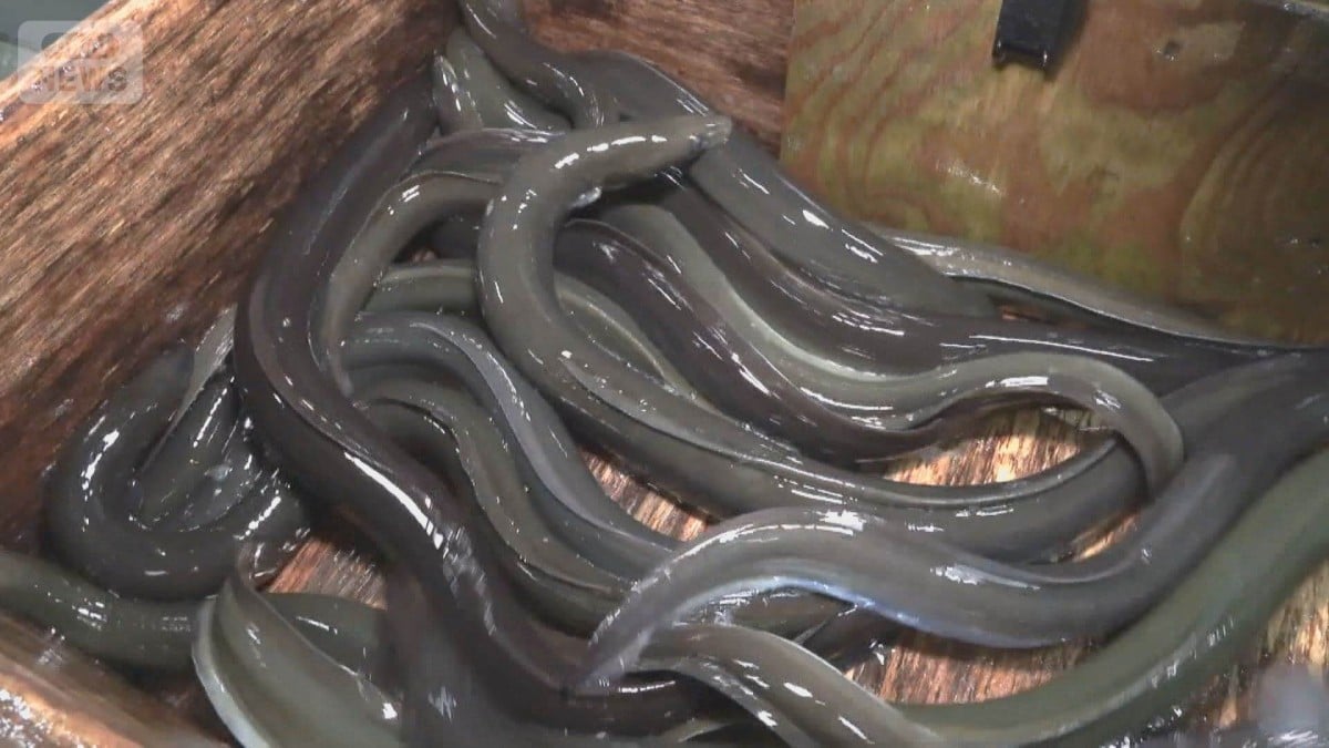 アメリカウナギの新しいルールはありませんでした