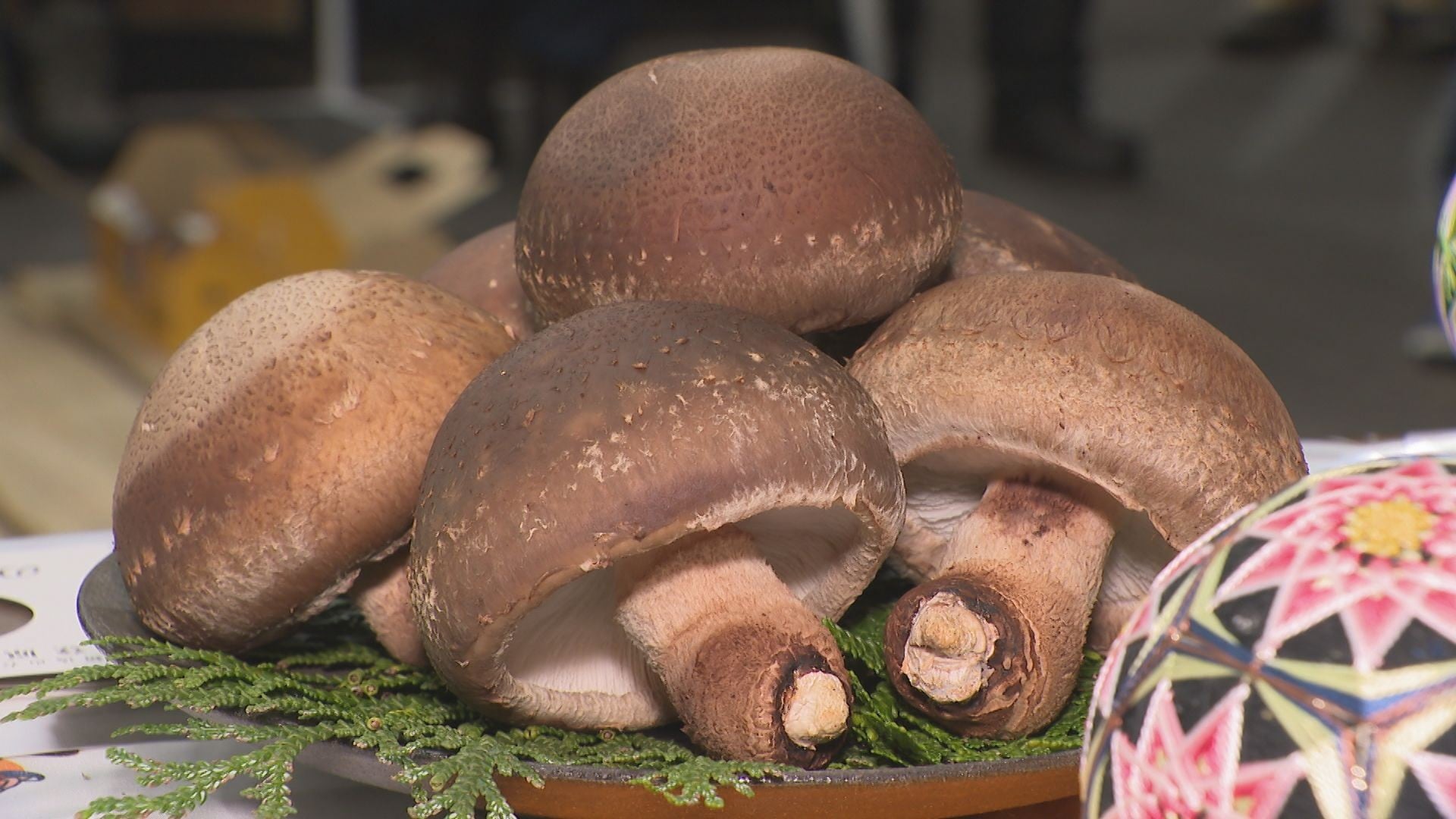 高いしいたけ「Nototemari」がうれました