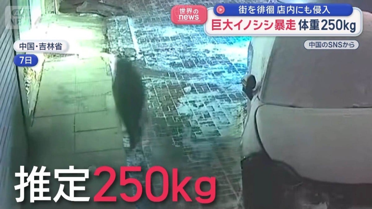 大きいイノシシ まちをはしる