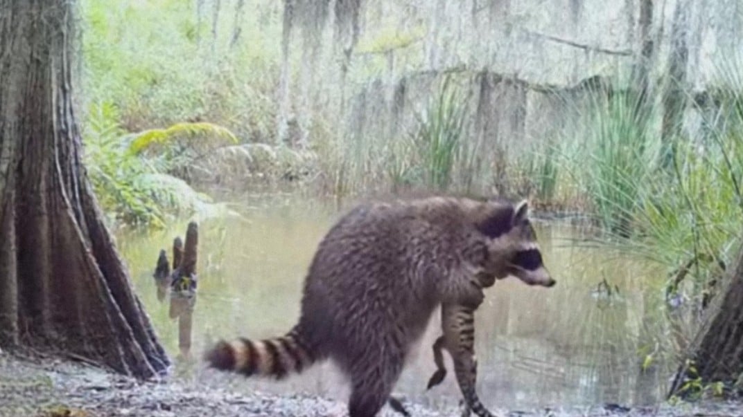 フロリダでアライグマとワニの赤ちゃん