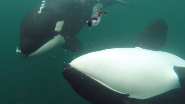 シャチが人にえさをあげたとき