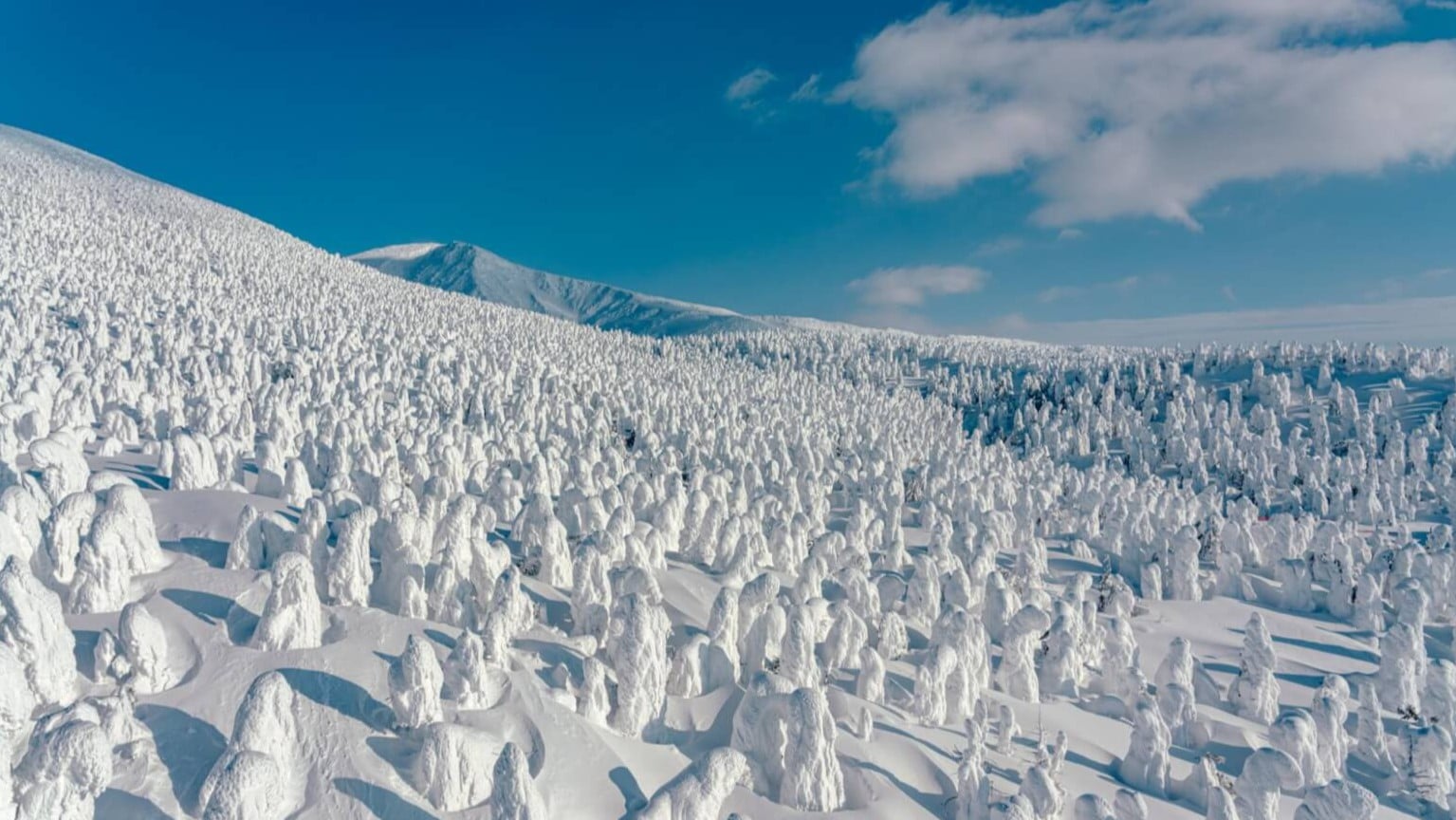 蔵王のふしぎな雪の木