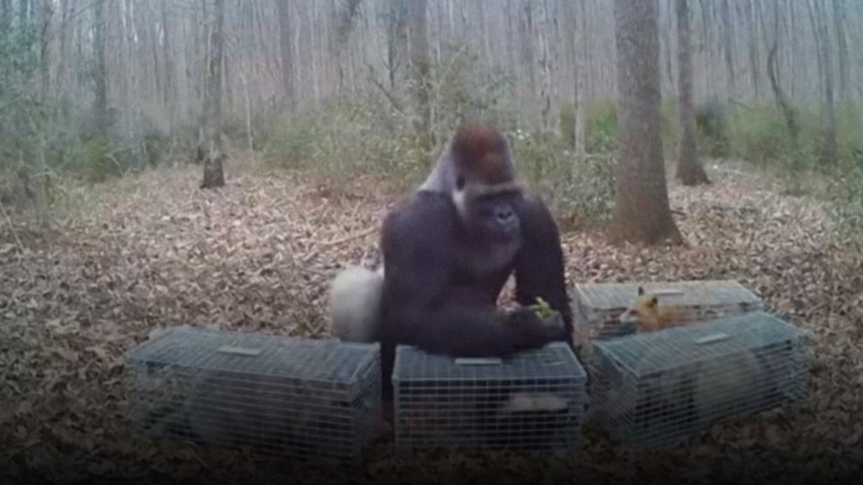 ゴリラが罠にかかった動物を助けるふしぎな行動