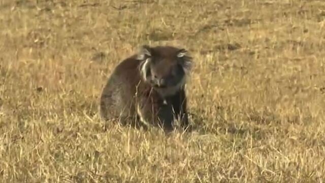 コアラが山火事から助けられる