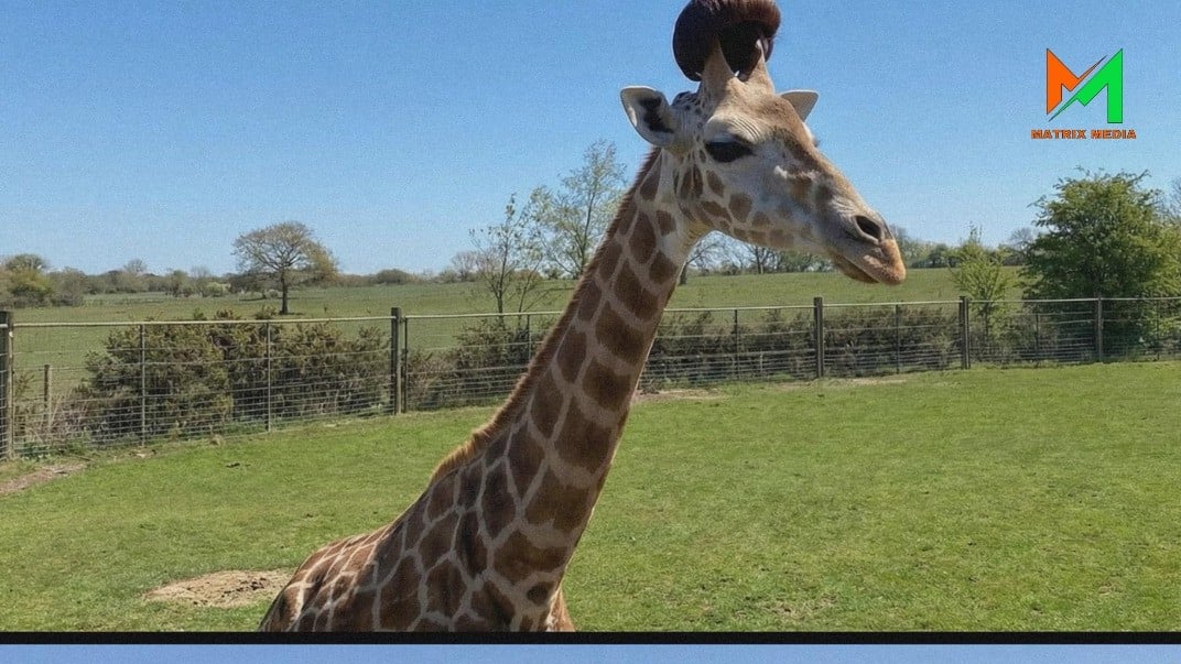 キリンが観光客のかつらを取って友だちにあげたおもしろいできごと