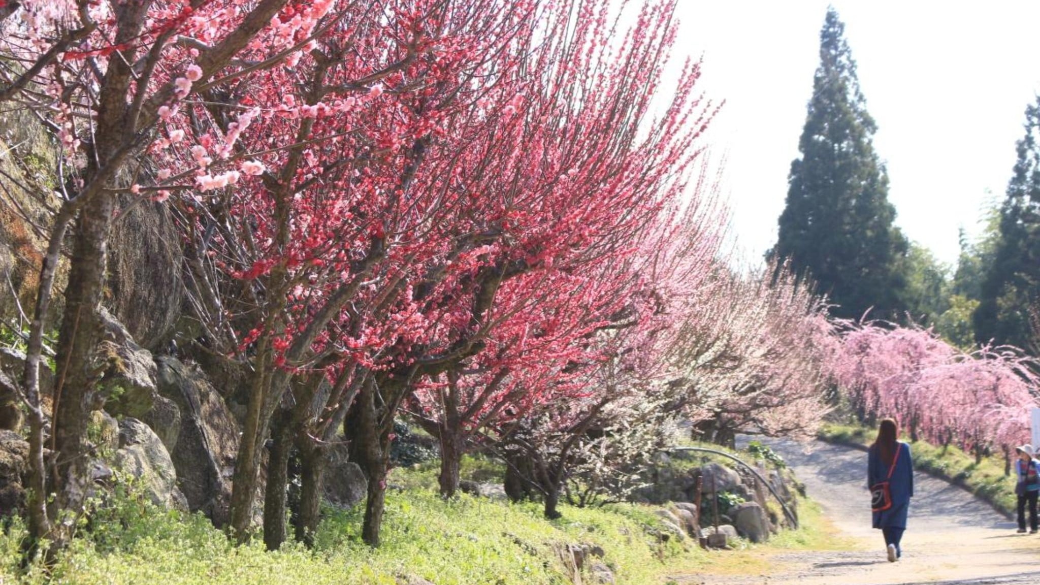 福岡県大牟田市 地面にねそべる龍のような梅の木