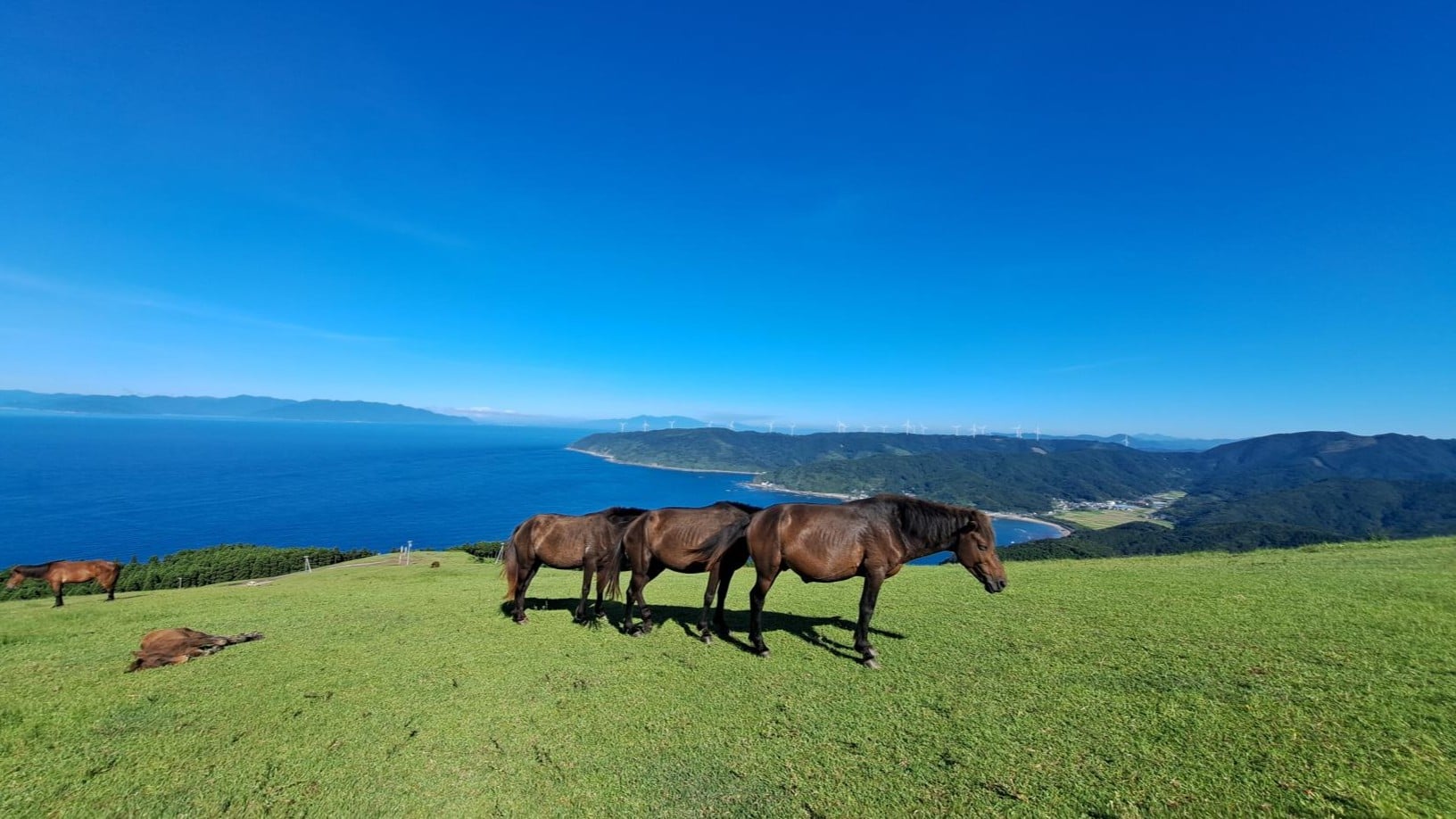 都井岬で野生の御崎馬に会う旅