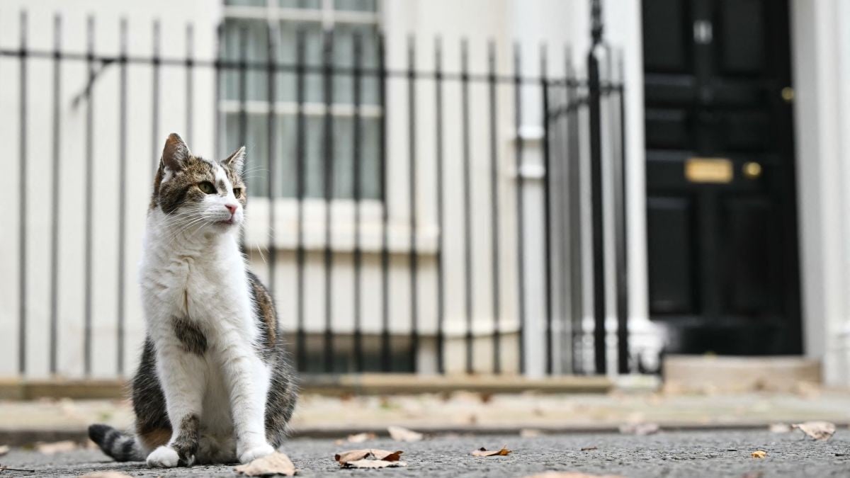 イギリスの首相官邸で15年はたらいた猫ラリー