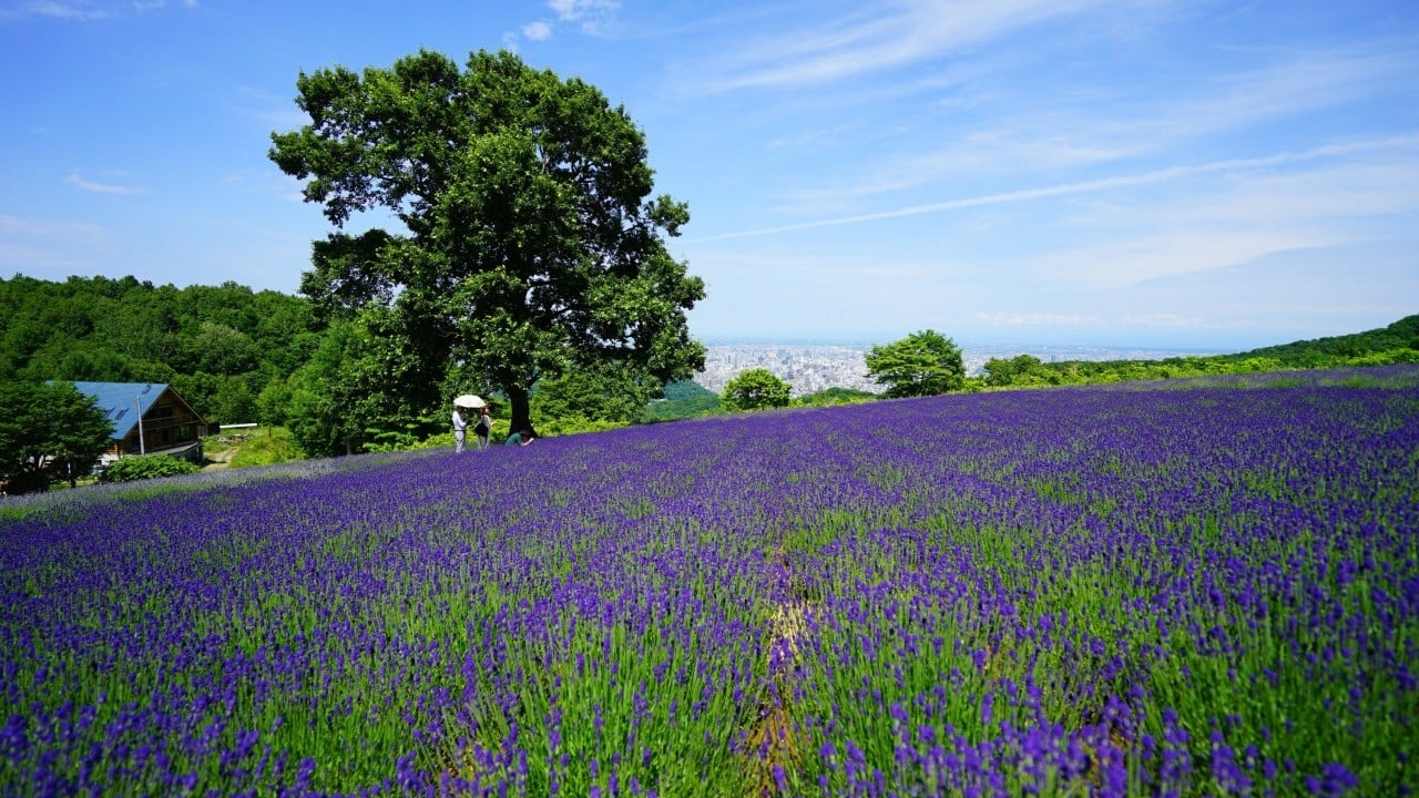幌見峠幌見峠ラベンダー園　トモと行きましょうか！