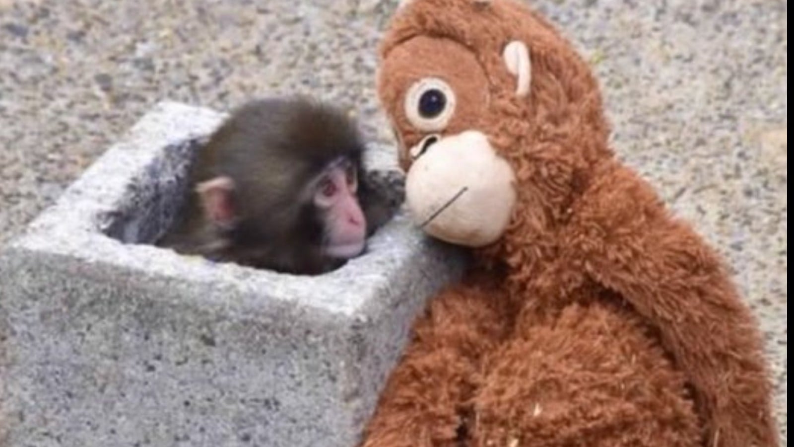 市川市動植物園の子ザルとオレンジのぬいぐるみ