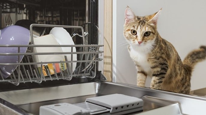 オレンジの猫 トライデント は 家族 を たすけました