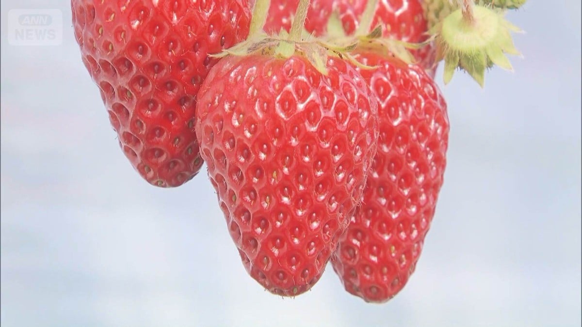 山梨でイチゴ狩りが人気です