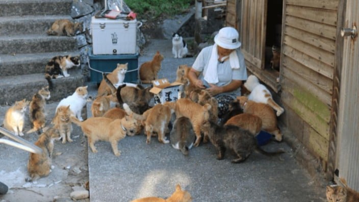 青島：猫がたくさんいる島